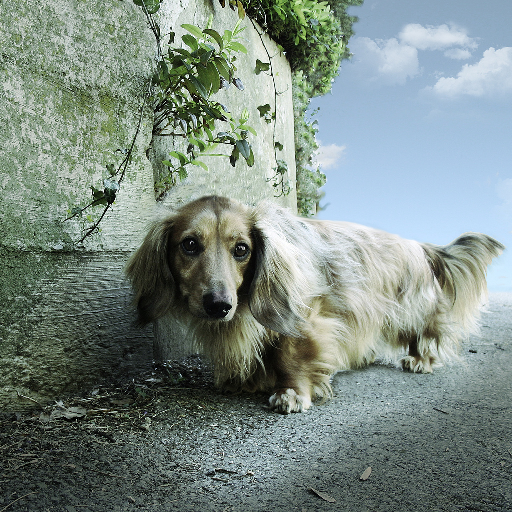 Dachshund dog breed cute puppy pictures cute dogs pictures cute