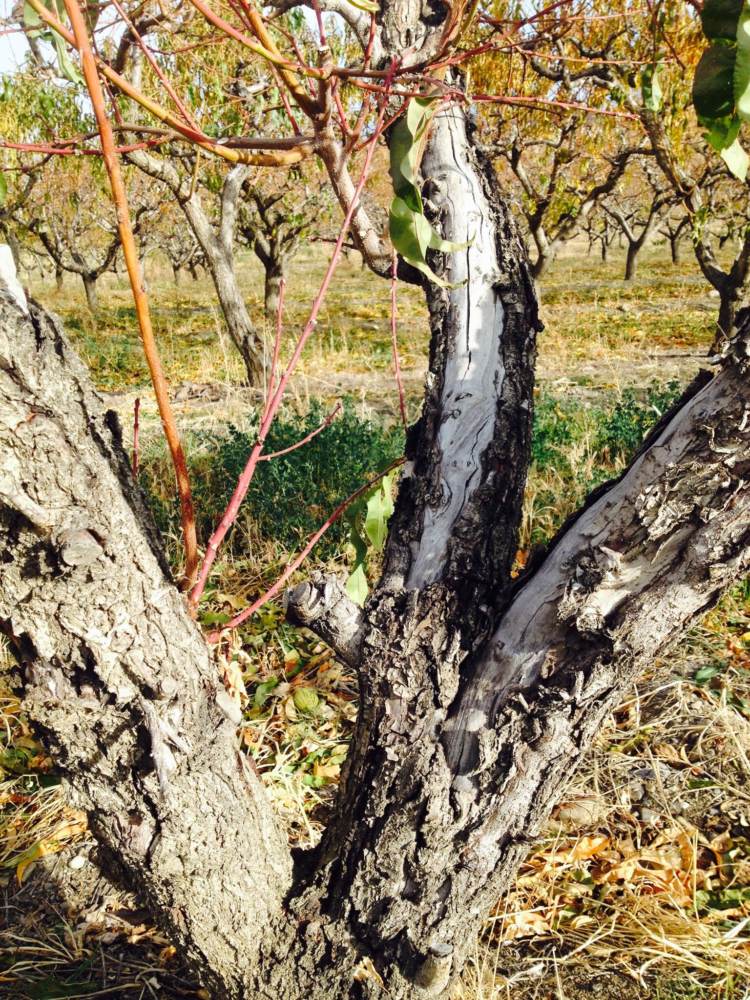 Fruit Tree Pruning at Its Best How to Prune Peach Trees