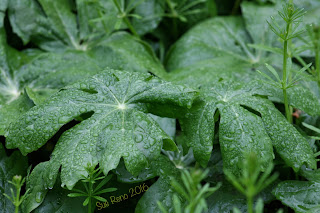 Mayapple leaves