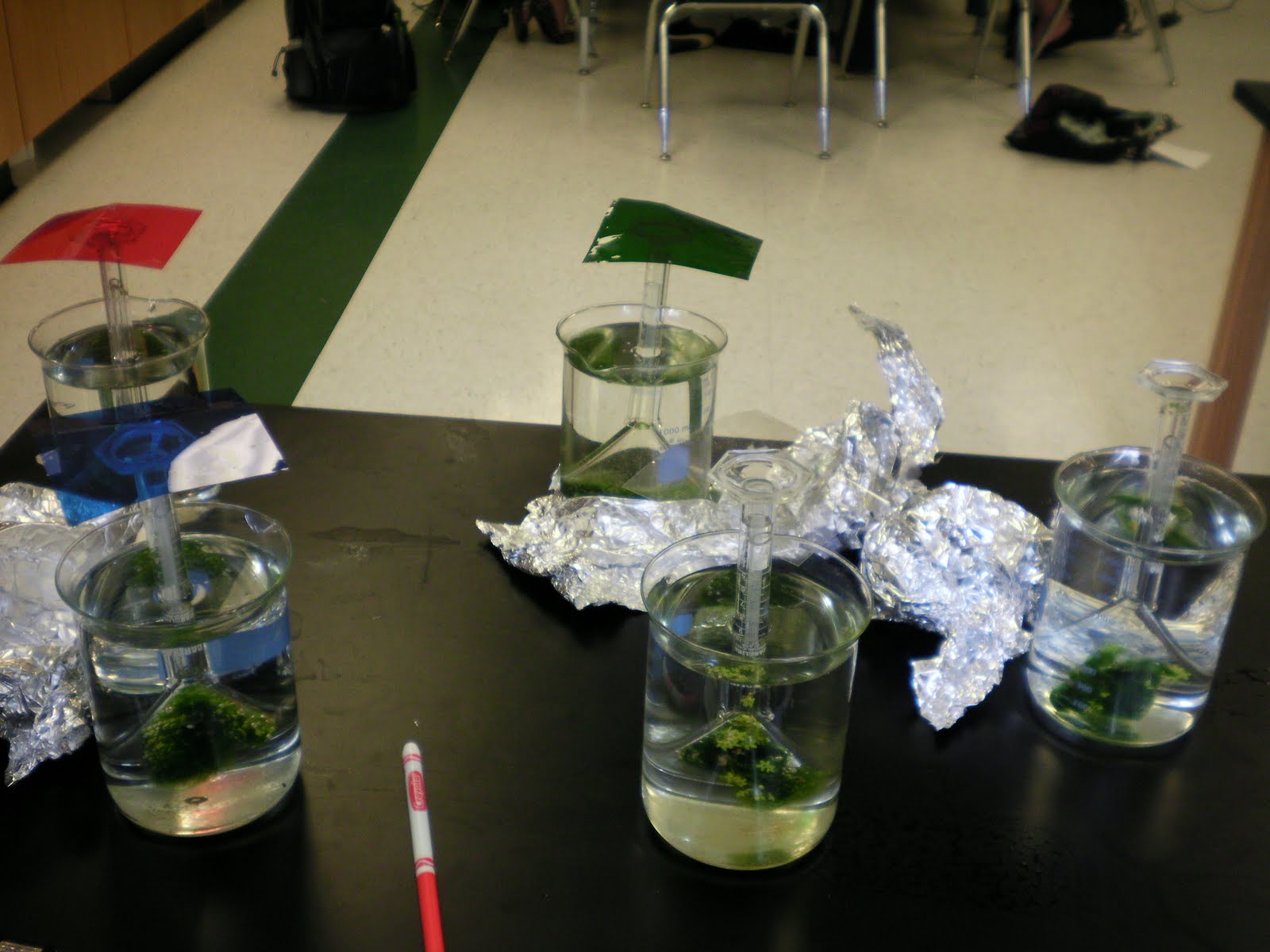 Marine Biology Intersession Motion in the Ocean Photosynthesis Lab