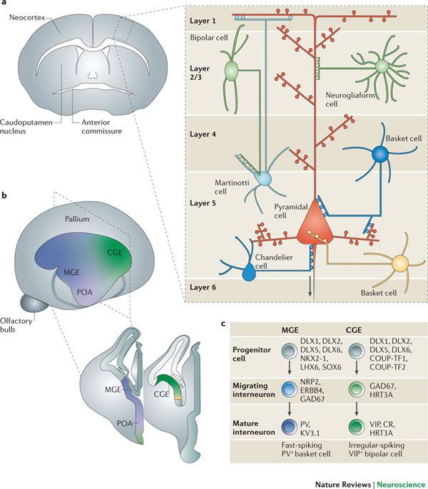 Origin of the Universe, Life and Consciousness: Interneuron dysfunction ...