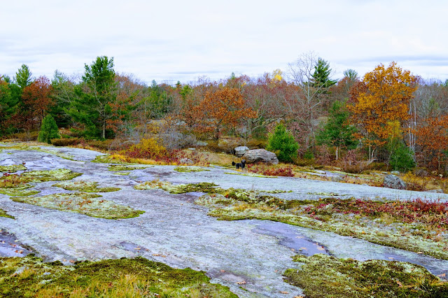 Lichen and moss in Torrance Barrens Conservation Reserve