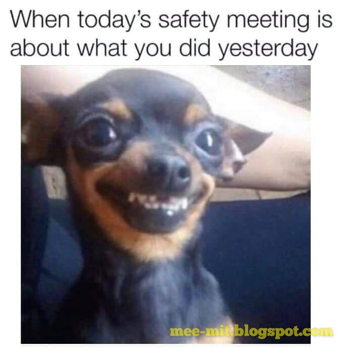 Dog meme