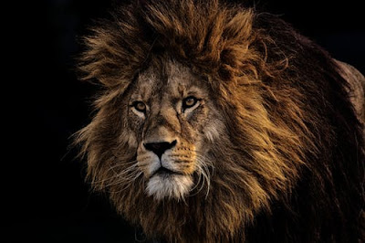 Lion Images Lion Images