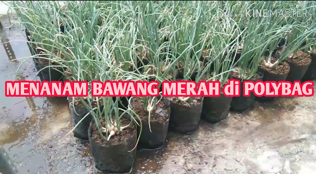 Menanam bawang merah