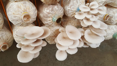 Mushroom spawn center in Bahrain