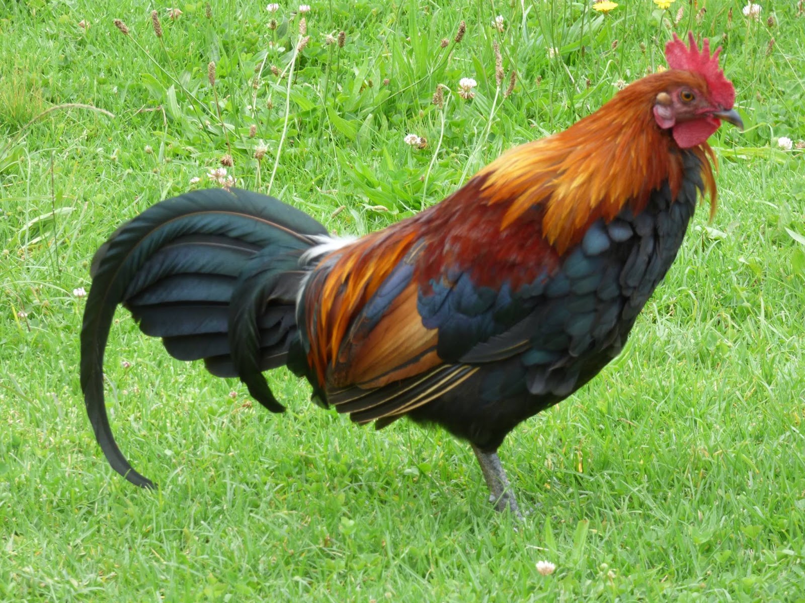 rooster