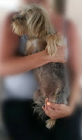 Katie is a Morkie girl for adoption in Cape Town