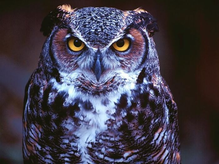 580+ Gambar Burung Hantu Owl Gratis Terbaik