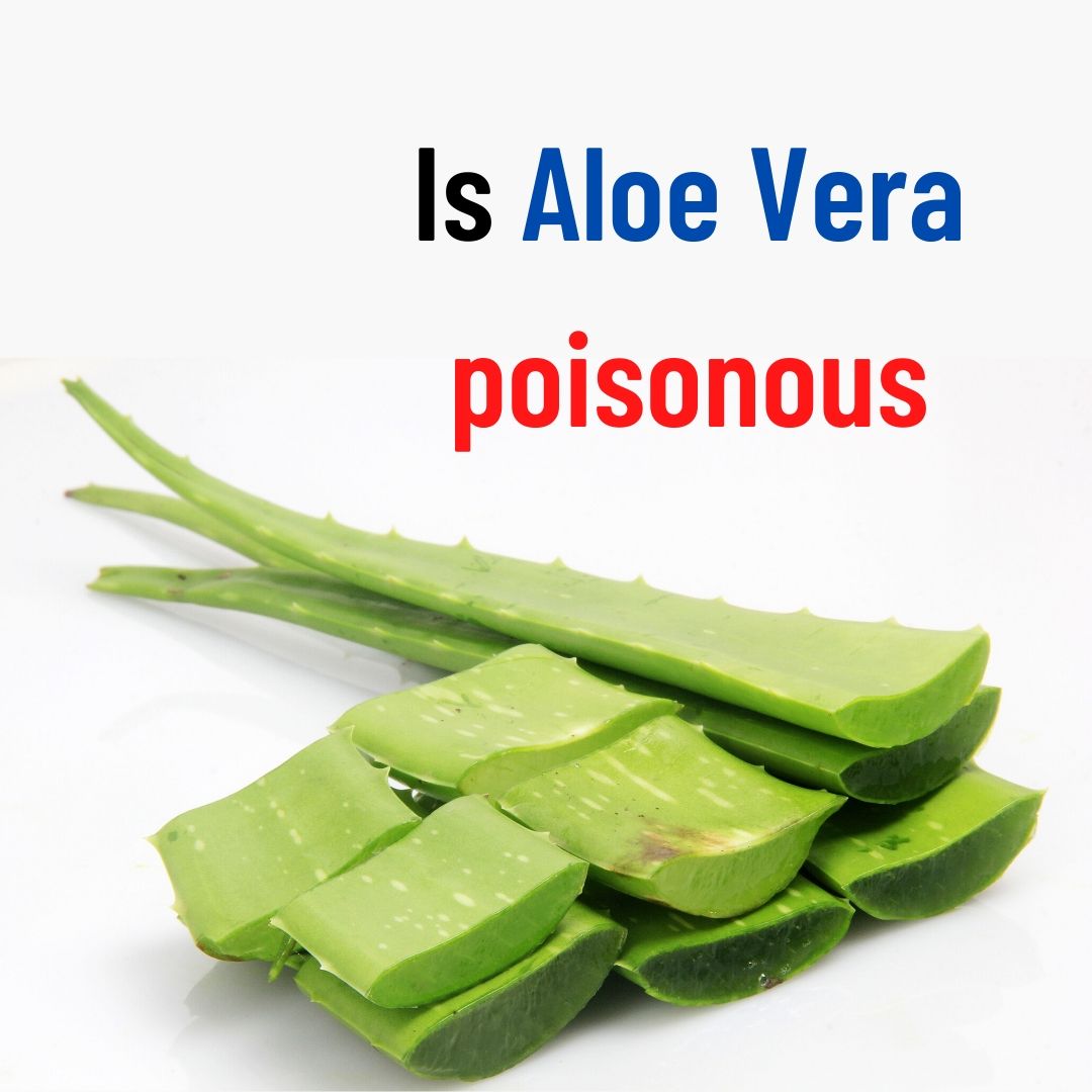 Is aloe vera poisonous How to eat aloe vera with pictures How to remove aloe vera latex