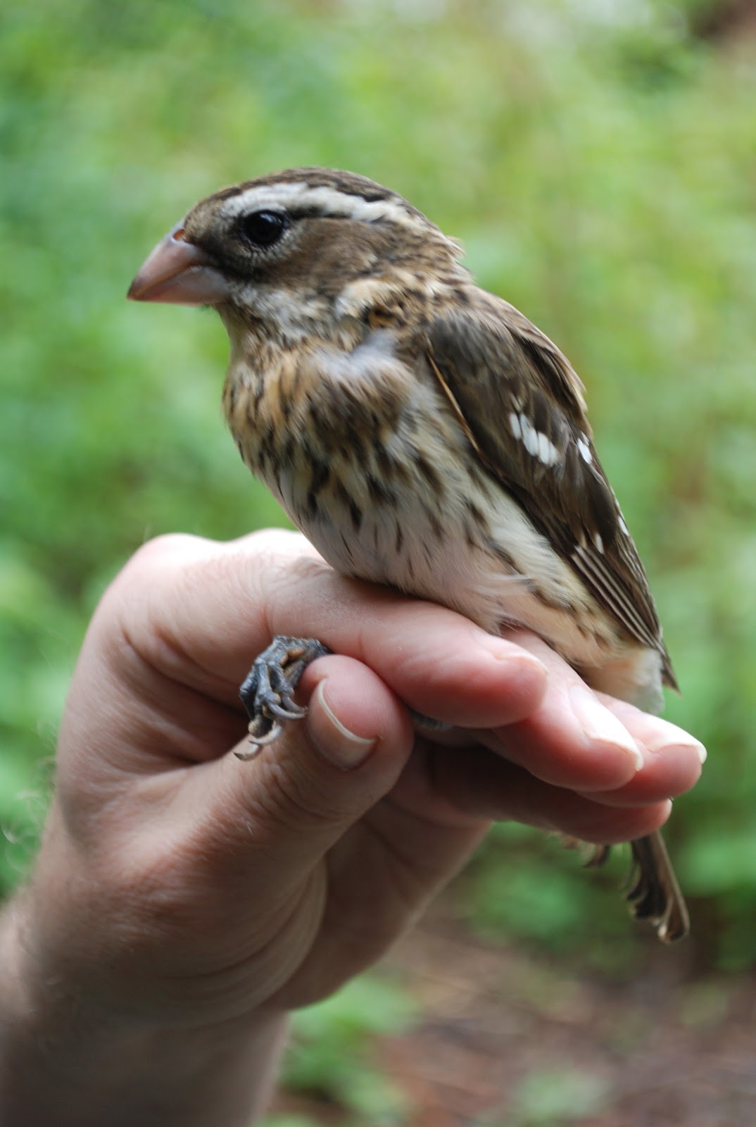 Minnesota Birdnerd: A Typical Spring Banding Session