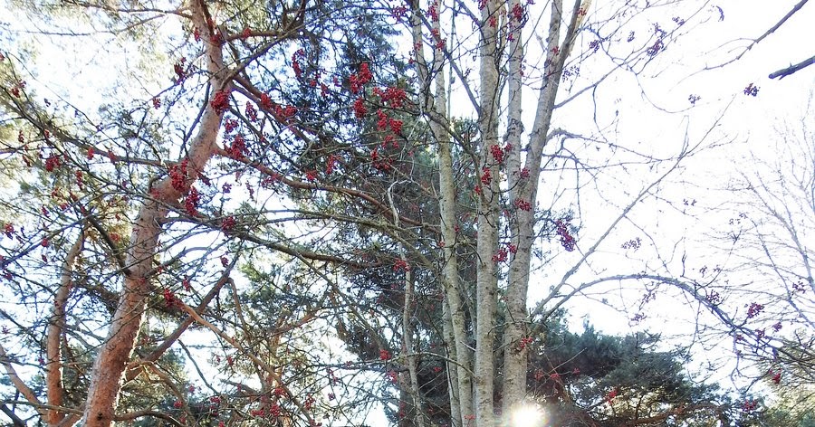 La Rioja de la A a la Z: EL SERBAL - Sorbus Aucuparia