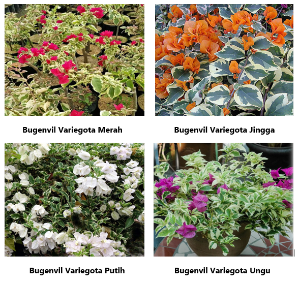 Keanekaragaman Hayati Tingkat Gen, Jenis, dan Ekosistem ~ Arena Edukasi