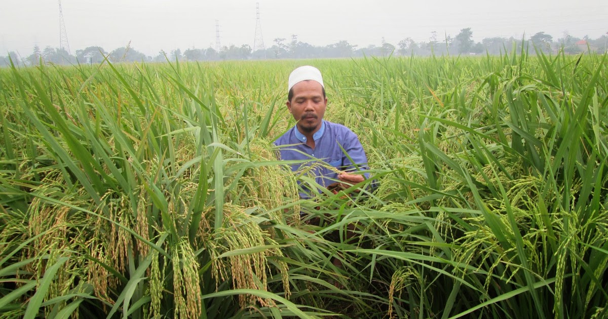 BENIH PADI UNGGUL TOYO ARUM padi lokal yang mulai mendunia