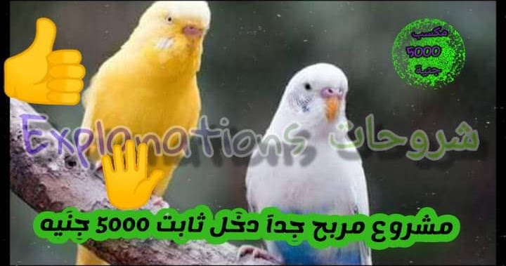 ربحة 5000 جنيه في شهر مشروع بدون رأس مال شروحات Explanations