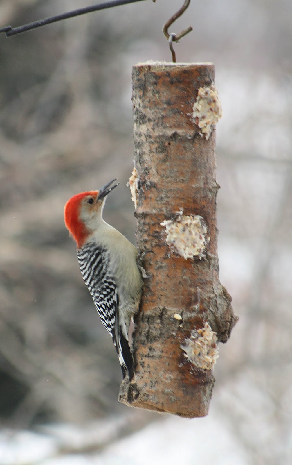Nature Knitter: A Woodpecker Comparison Study