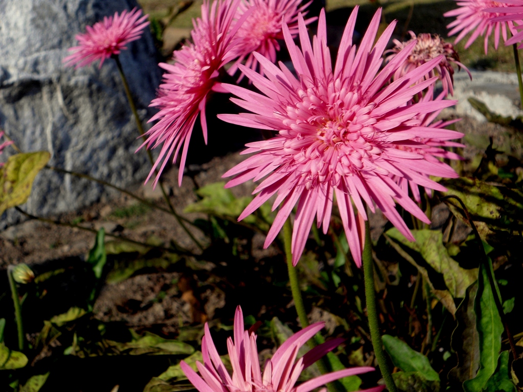 Home Thingujam's Portal