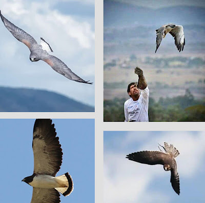Parque dos Falcões: hospital, abrigo e escola das aves de rapina Fotos divulgação do Parque dos Falcões - Matéria Parque dos Falcões - BLOG LUGARES DE MEMÓRIA