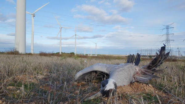 Les associations de protection de la nature ne peuvent pas être favorables aux éoliennes
