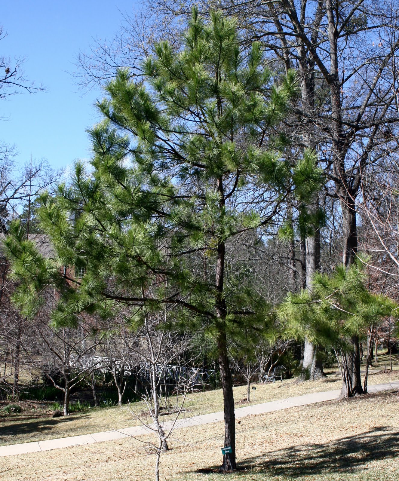 Centenary College Arboretum Pinus taeda