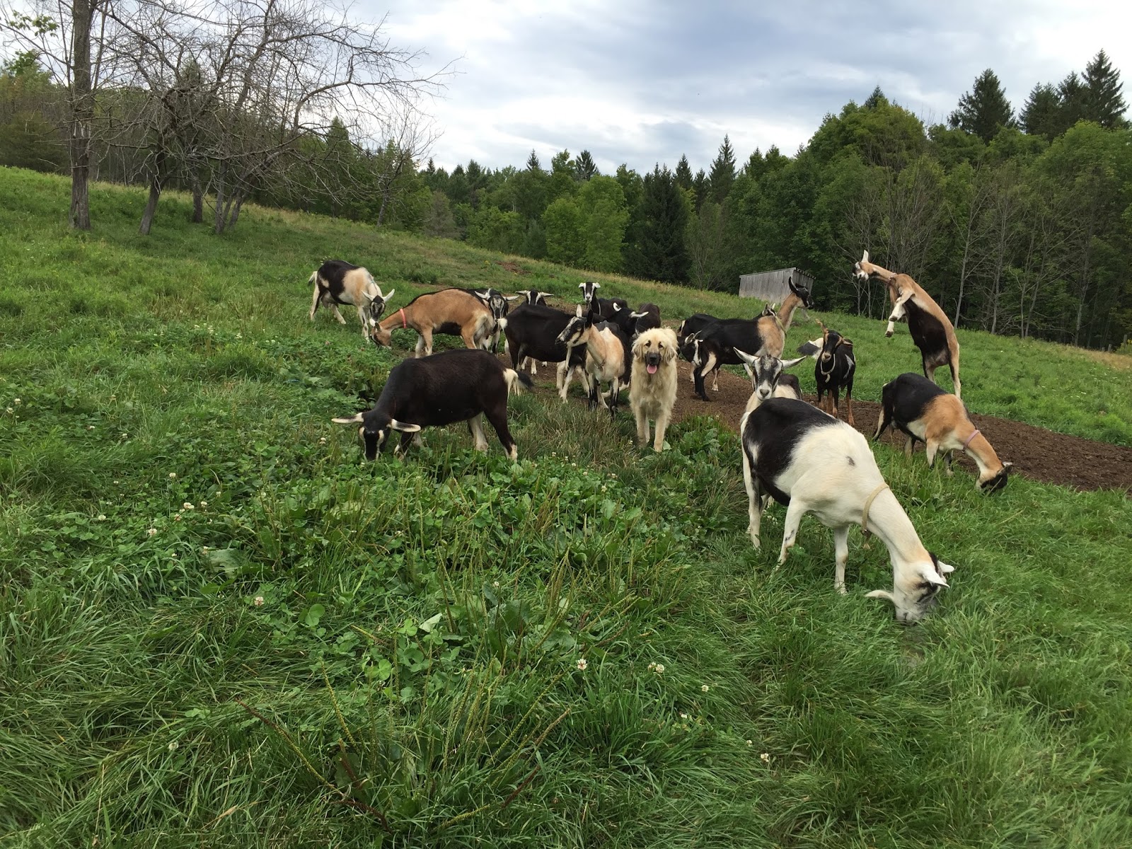 Cotton Hill Creamery