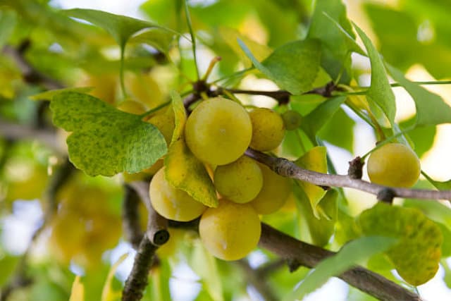 Ginkgo Biloba là gì ? Tác dụng và liều lượng khi dùng Ginkgo Biloba là gì ? Tác dụng và liều lượng khi dùng