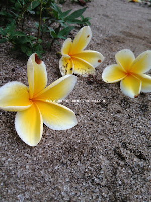 bunga-bunga indah hasil jepretan fotographer amatir
