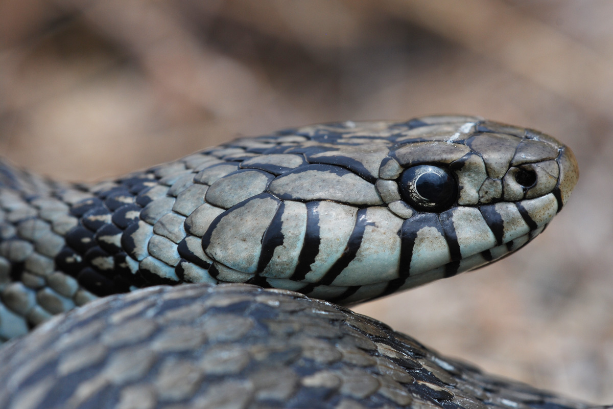 Yorkshire Field Herping and Wildlife Photography A Field Herping Trip