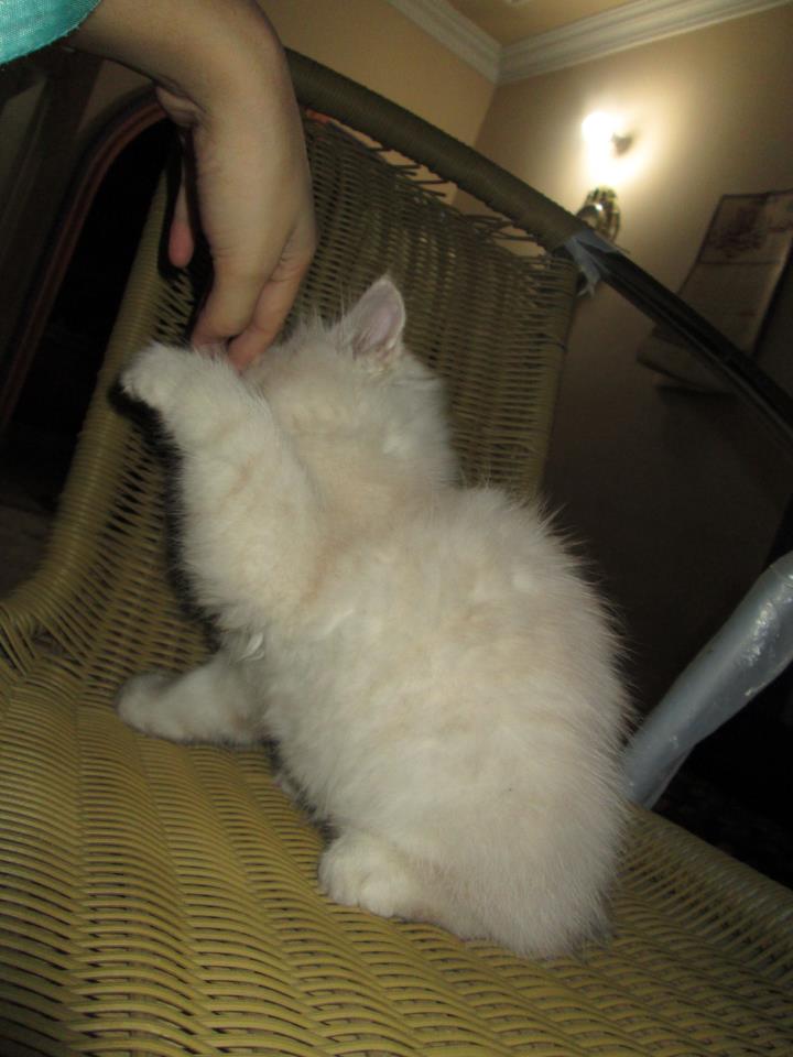 Semi Punch Faced Male Cat For Sale In Karachi Pets For Sale In Pakistan