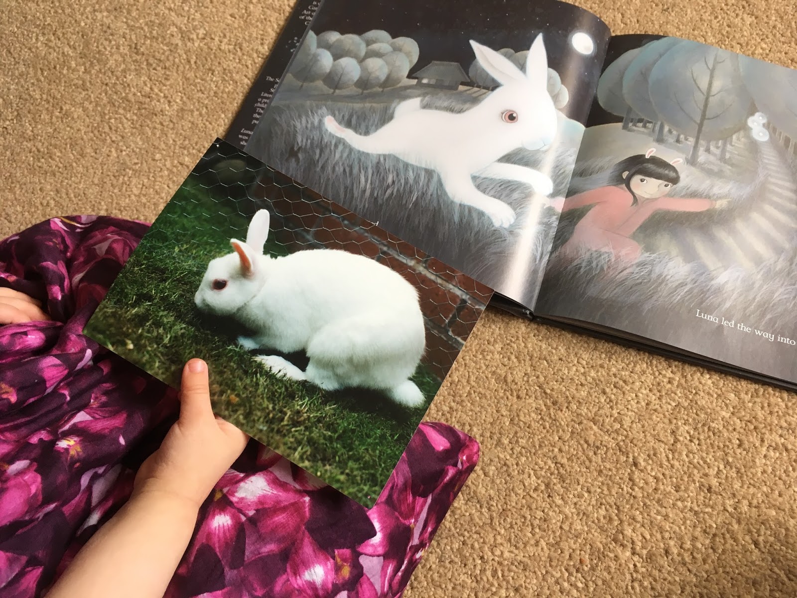 luna and the moon rabbit bookbairn