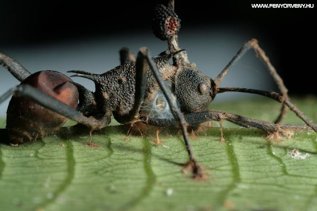 Zombi-hangyák: agyirányító gombát találtak