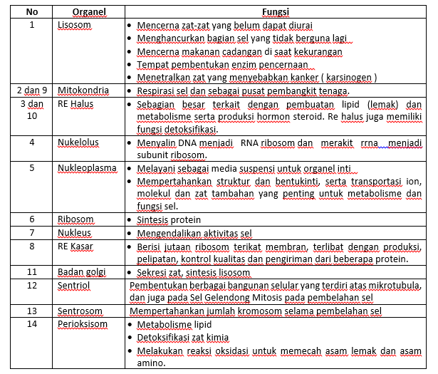 Bachtiar Biologi Smamita Belajar Organel Sel