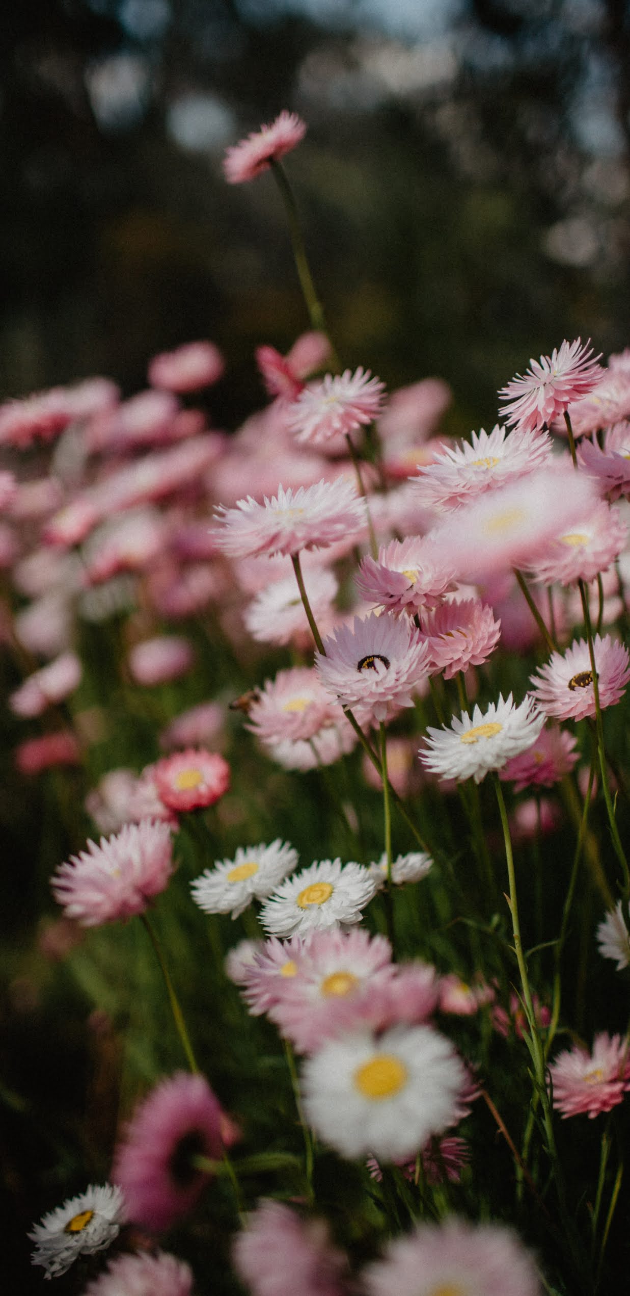 Aesthetic Daisy Flower