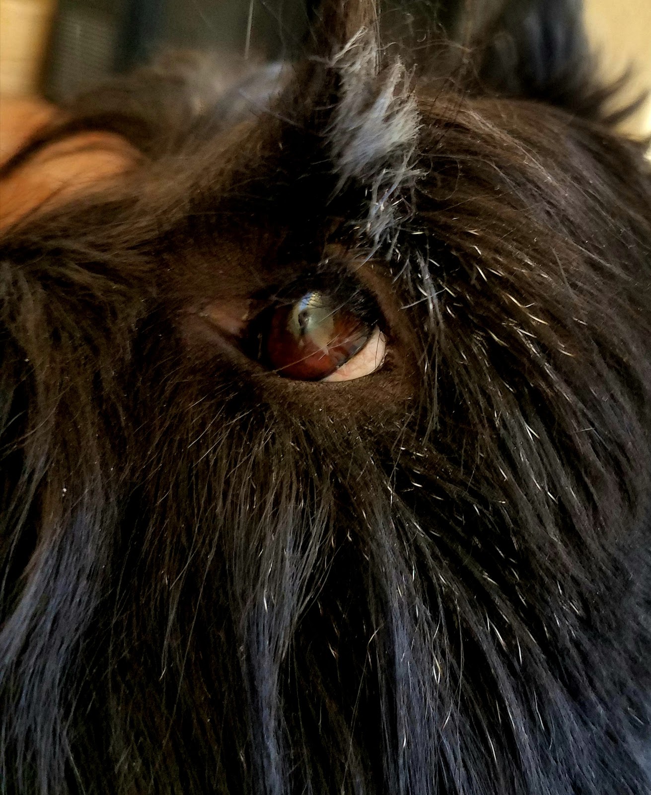 Two Little Square Black Dogs Monday, the eyes have it