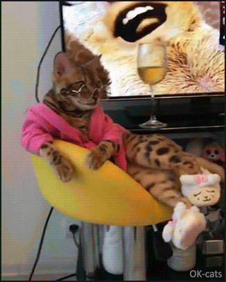Amazing Cat GIF • When your Bengal cat is a fashion victim, chilling and drinking some white vine like you Amazing Cat GIF • When your Bengal cat is a fashion victim, chilling and drinking some white vine like you