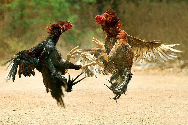 800px-COCK_FIGHT.JPG