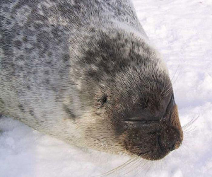PSICOLMASCOT Mystery disease strikes arctic seals