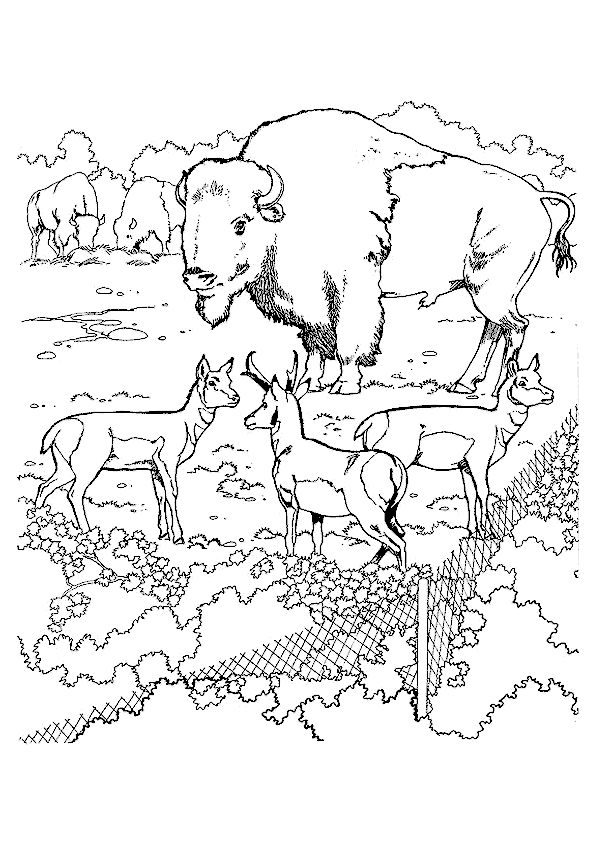Animal Colouring Pages Printable