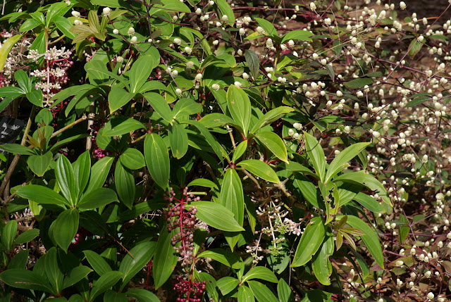 Medinilla cummignii 'Kinabalu' and Alternanthera dentata 'Purple Knight'