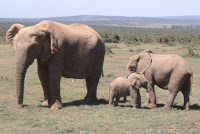 RSA-Addo Elephant park 2