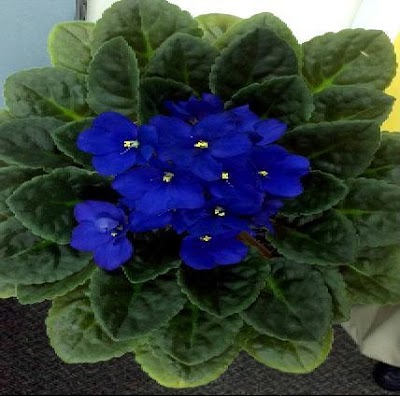 African Violet