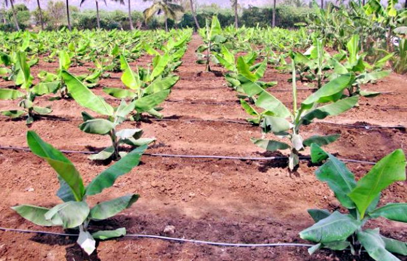 Banana cultivation guide