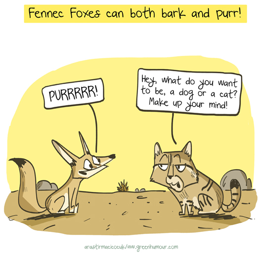 Green Humour Fennec Fox cartoons for Arastirmaci Cocuk