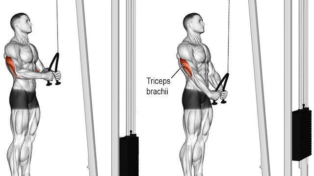 Triceps Push-Down With Rope