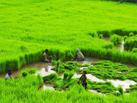 10 Largest Rice Producing Countries