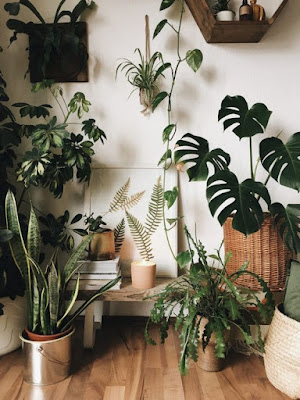 Ideias de decoração simples para aconchegar suas plantas dentro de casa