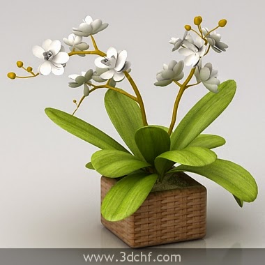 White Orchid 3d Model Free 3d Model
