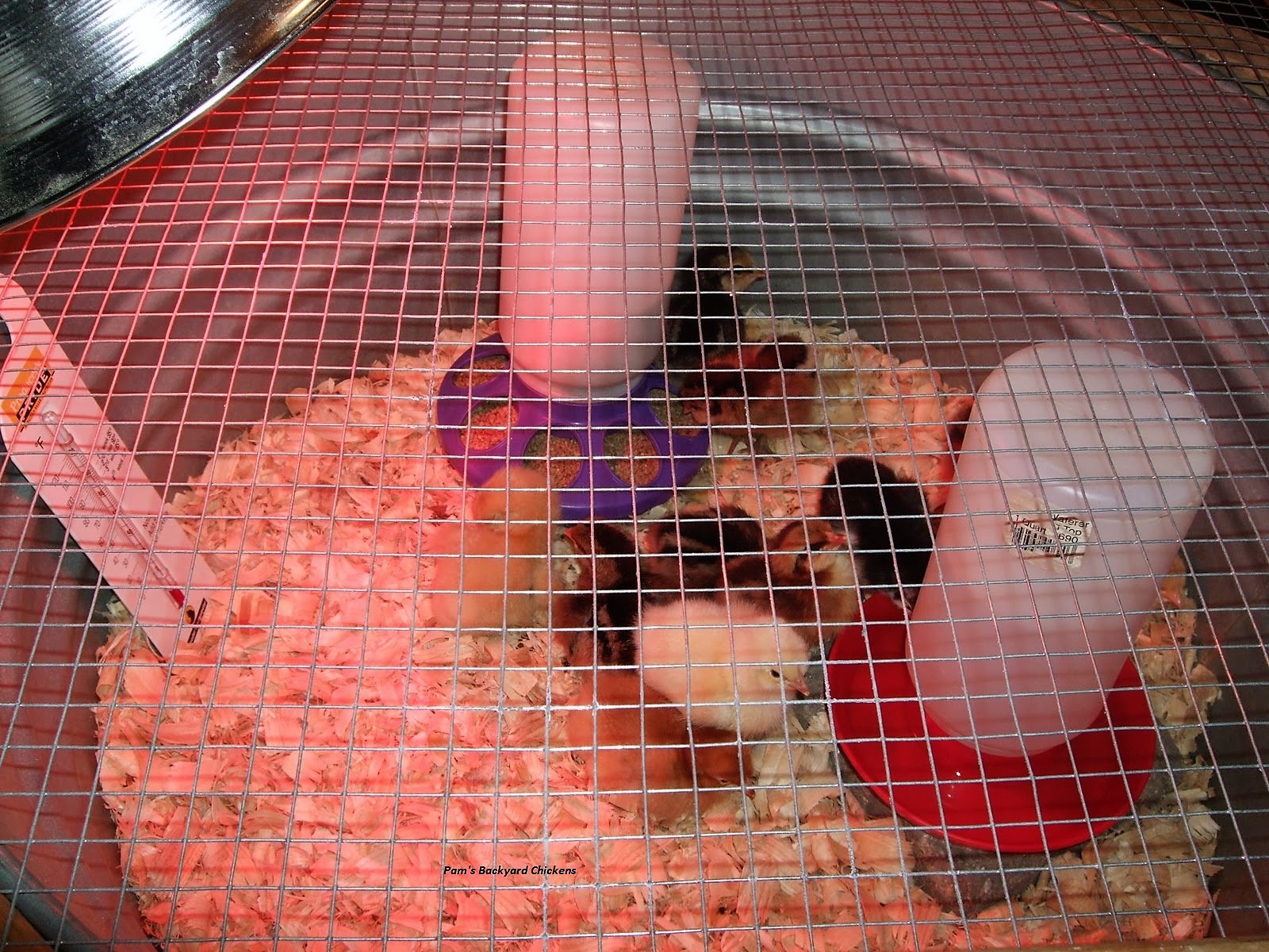 Pam's Backyard Chickens Domestic Chicken Predators Do Dogs and Cats