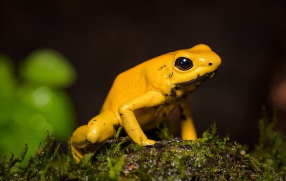 Golden Poison Dart Frog: Most beautiful and deadly animal in the world