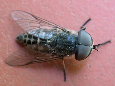 Türü belirsiz bir Tabanidae